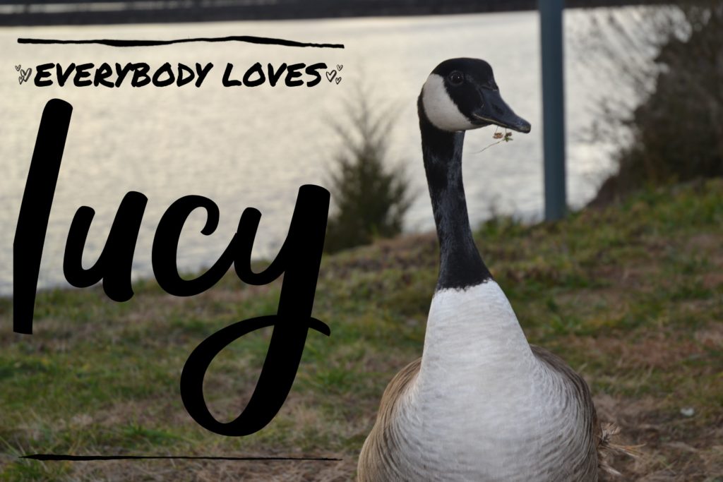 everybodyloveslucy